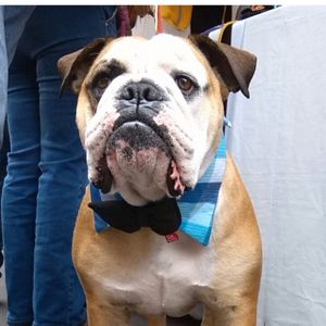 Cuello de camisa azul para perros